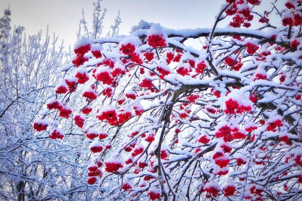 Рябина зимой