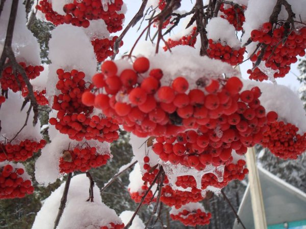 Рябина зимой