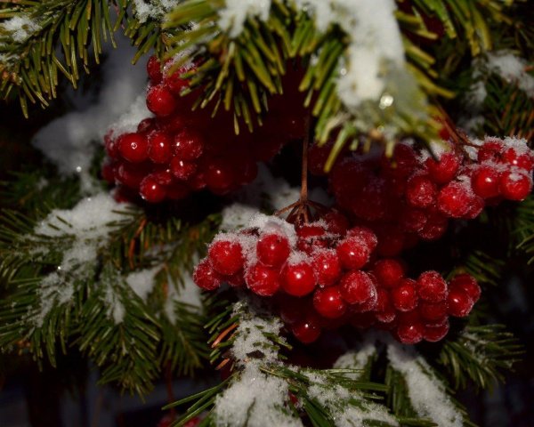 Рябина зимой