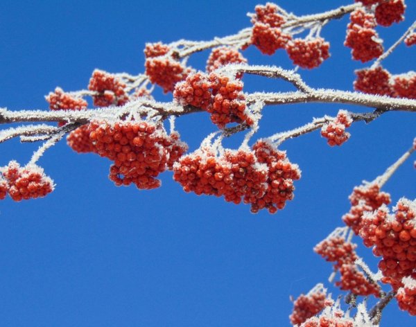 Рябина зимой