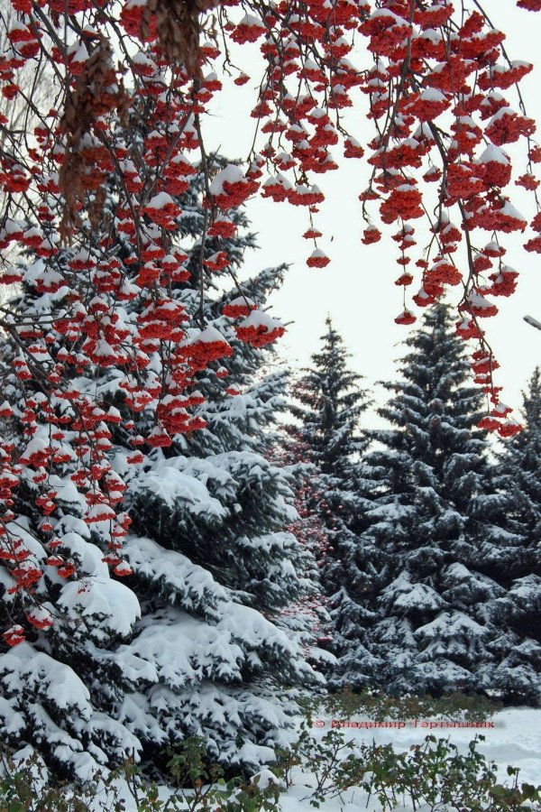 Рябина зимой