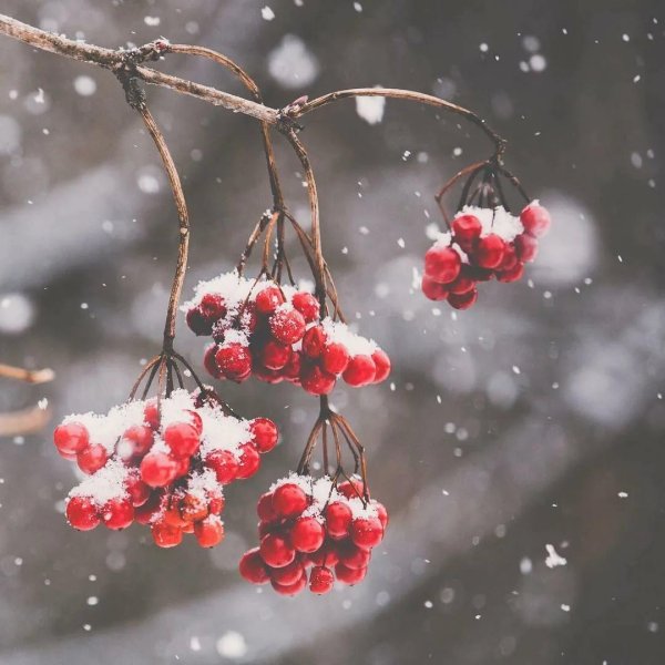 Рябина зимой