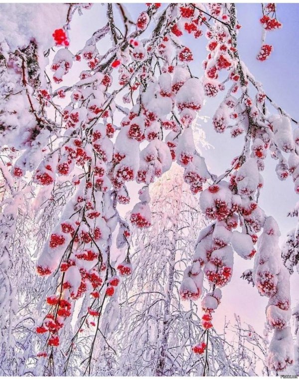 Рябина зимой