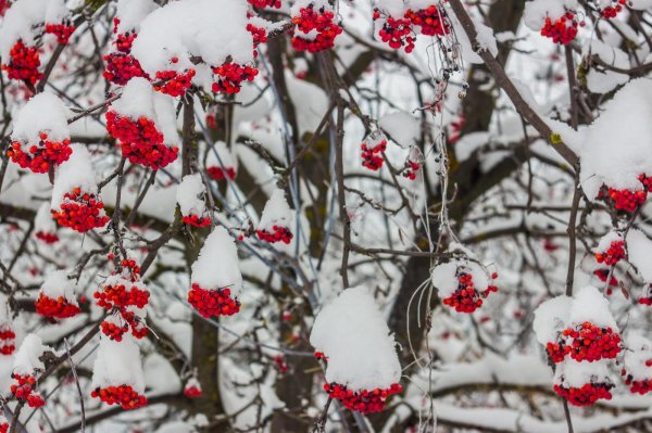 Рябина зимой