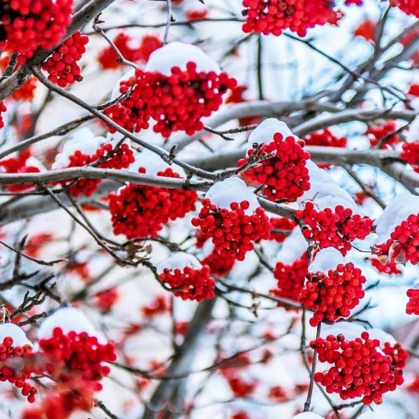 Рябина зимой