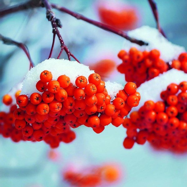 Рябина зимой