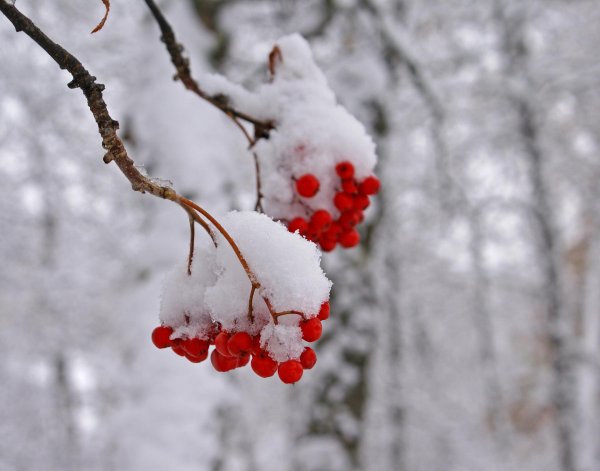 Рябина зимой
