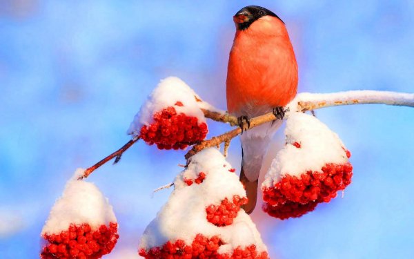 Рябина зимой