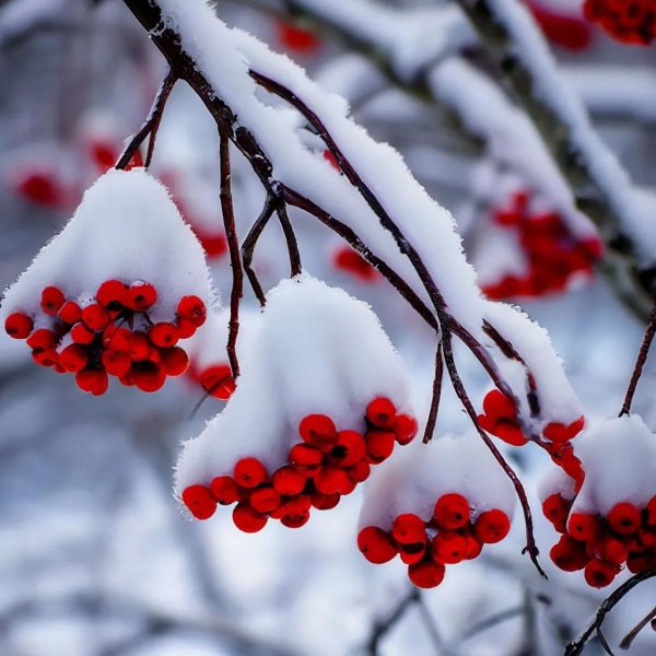 Рябина зимой