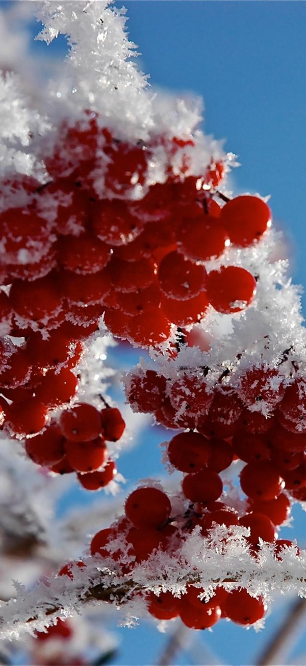 Рябина зимой