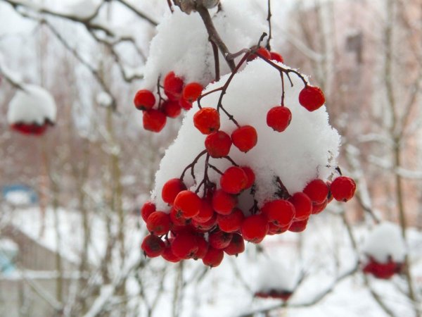Рябина зимой