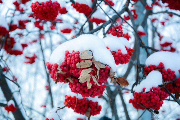 Рябина зимой