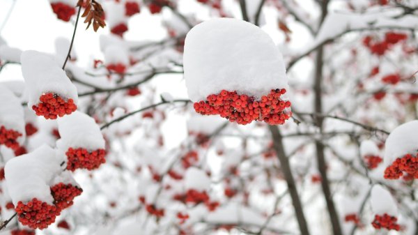 Рябина зимой