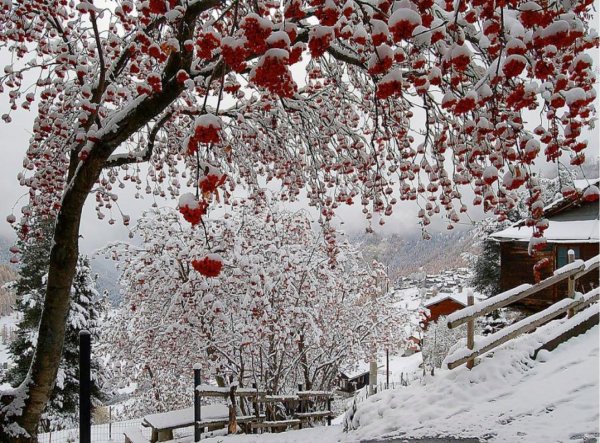 Рябина зимой