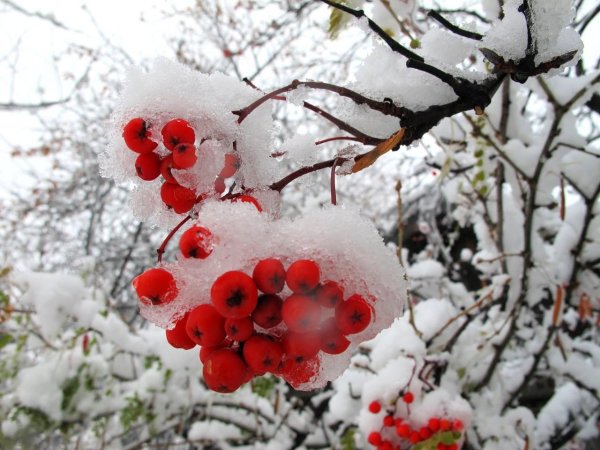 Рябина зимой