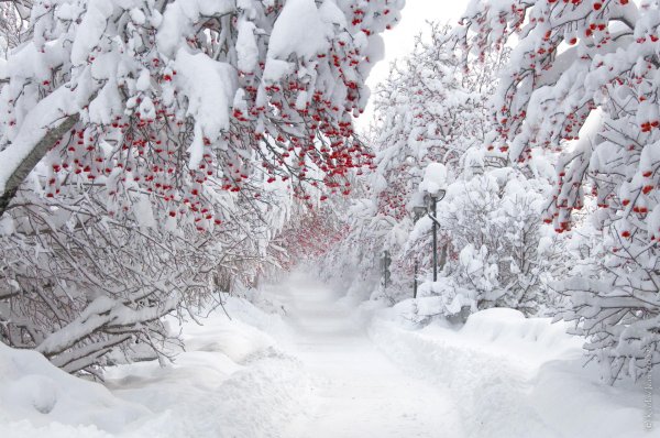 Рябина зимой