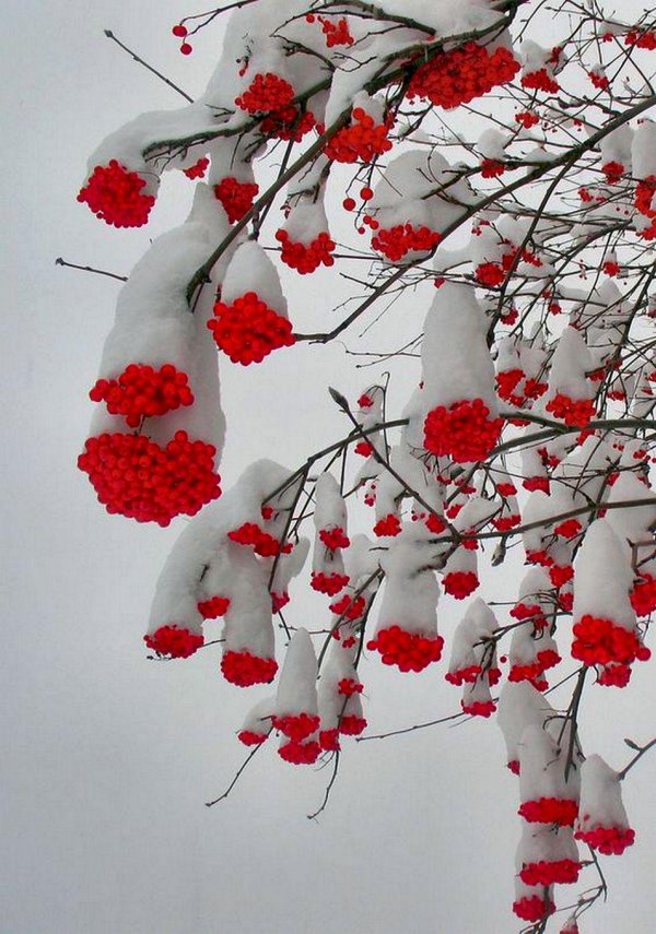 Рябина зимой