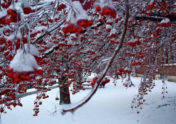 Рябина зимой