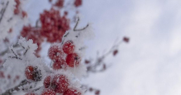 Рябина зимой