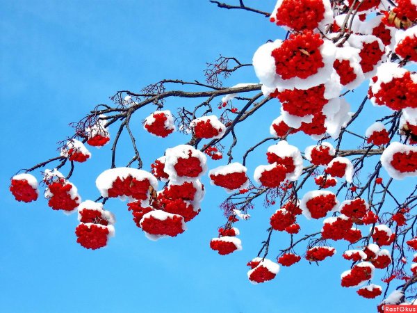 Рябина зимой