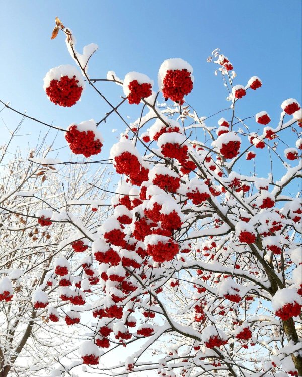 Рябина зимой