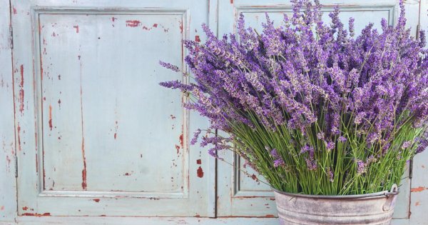 С лавандой