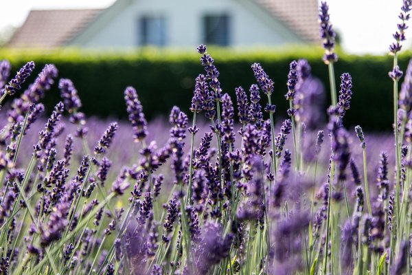 С лавандой