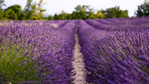 С лавандой