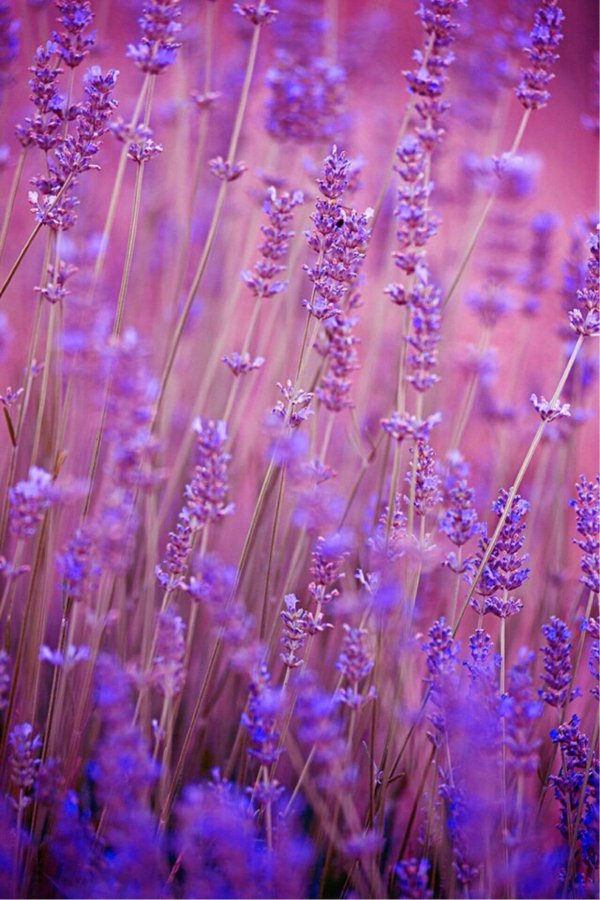 С лавандой