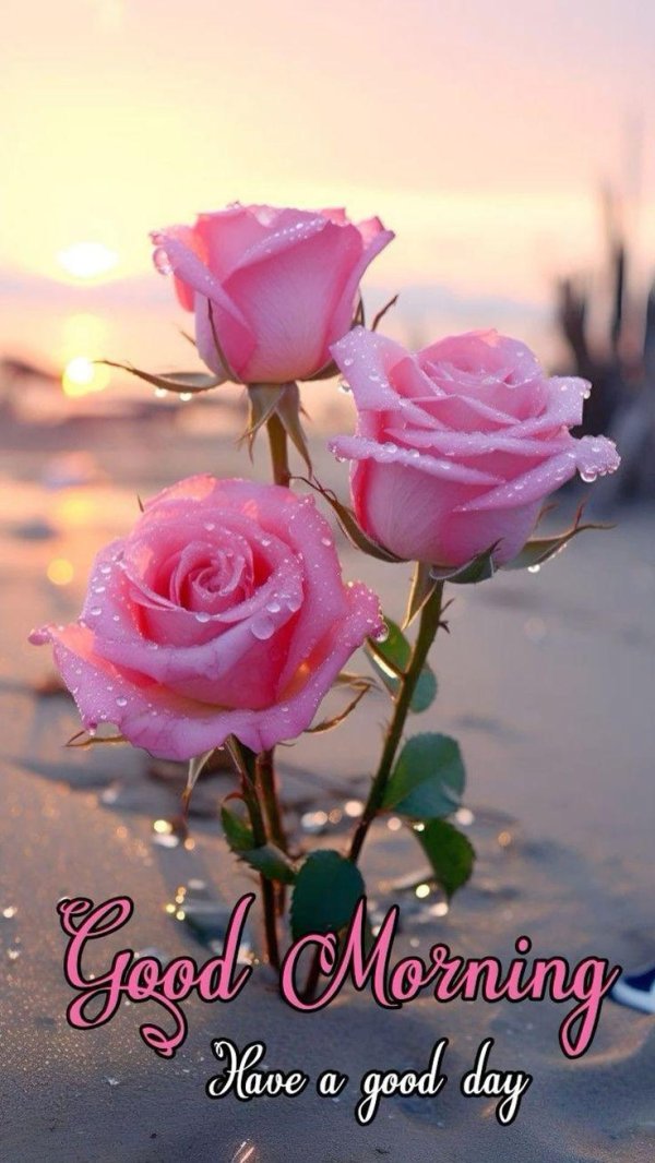 two pink roses