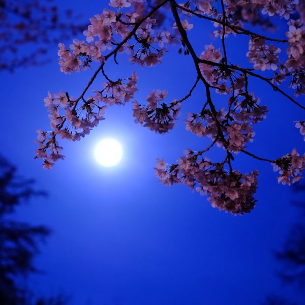 весенняя ночь