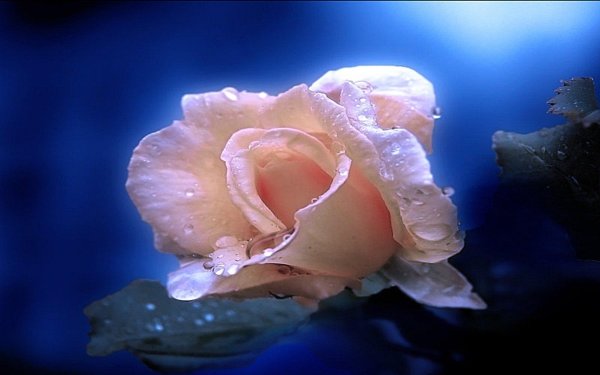 волшебная роза