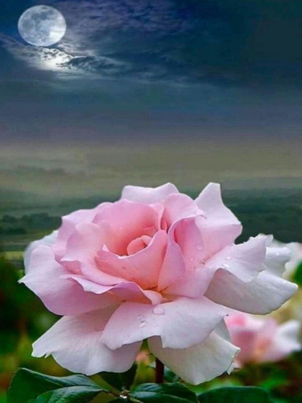 луна роза