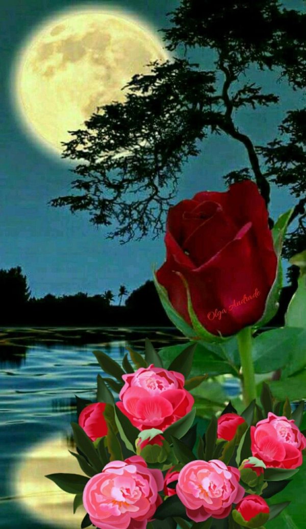 розы под луной