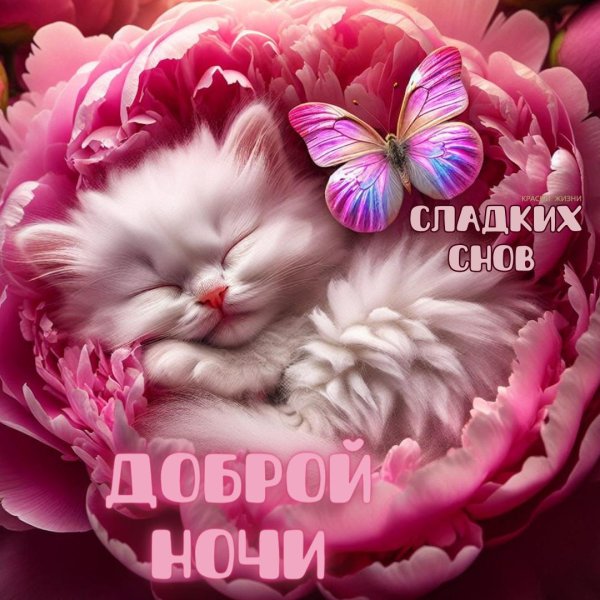 доброй ночи сладких снов