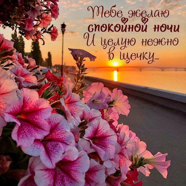 анимированные открытки спокойной ночи приятных сновидений