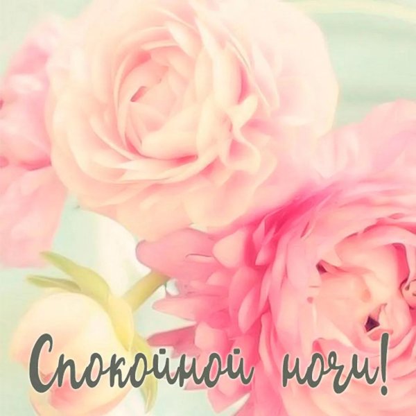 нежные пионы