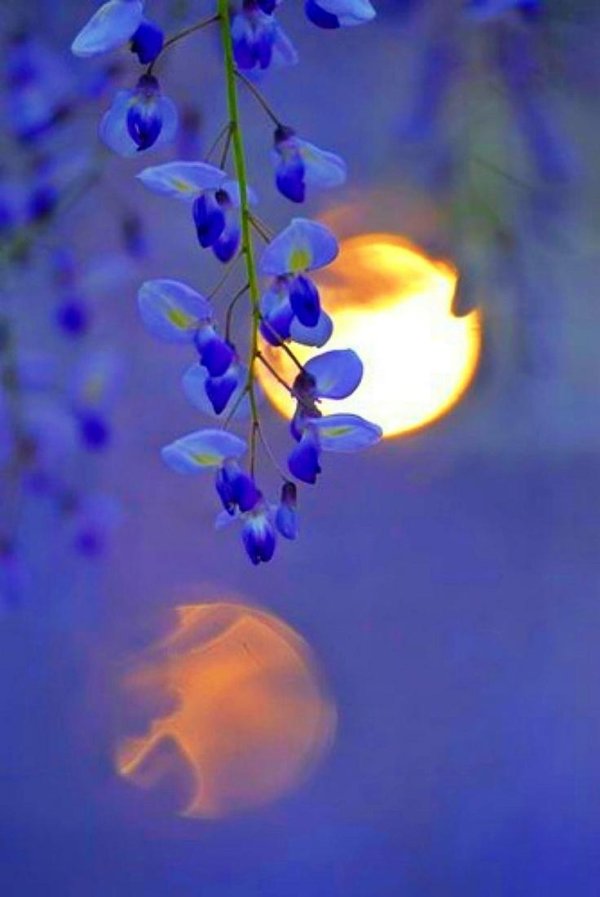 глициния китайская