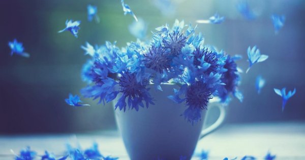 доброе утро васильки