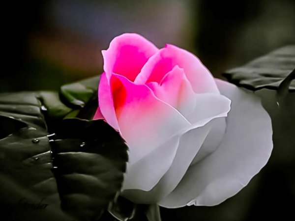 роза нежная