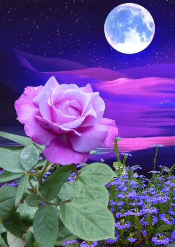 ночная роза