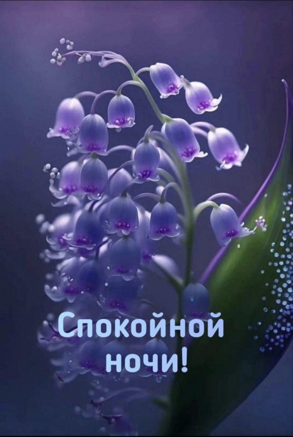 добрая ночь