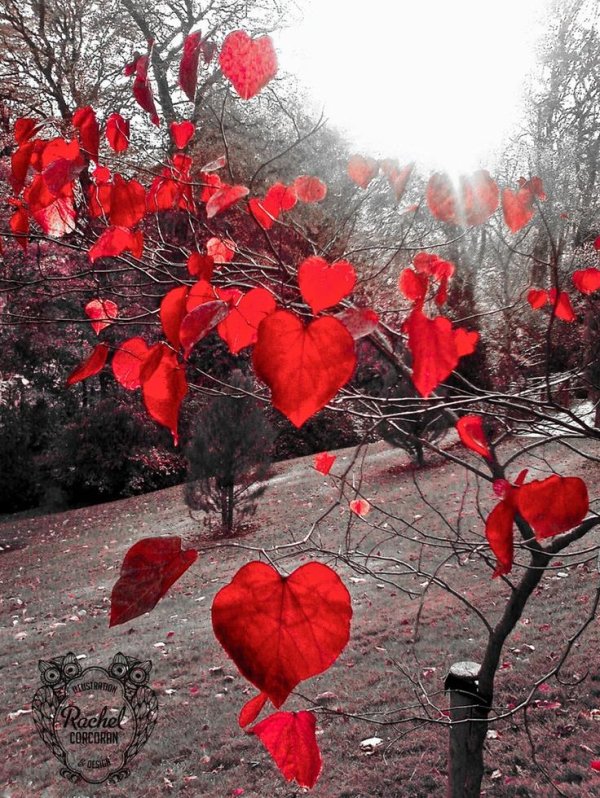 Сердце необычные