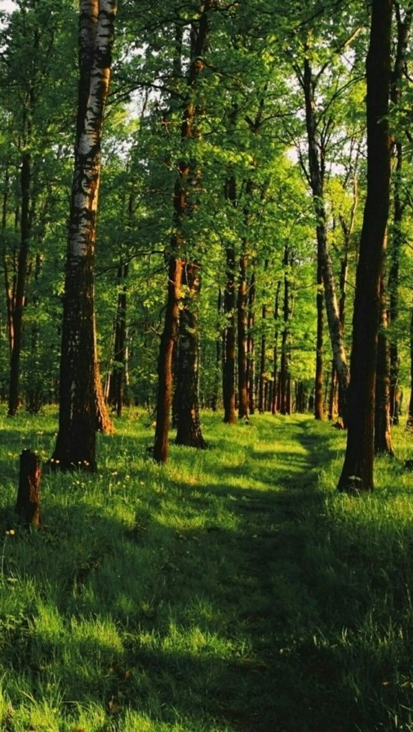 Лес летом