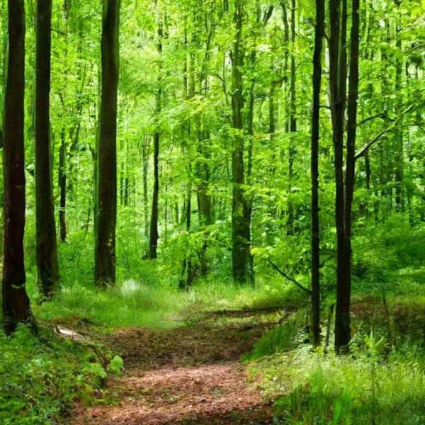 Лес летом