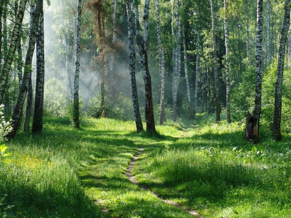Лес летом
