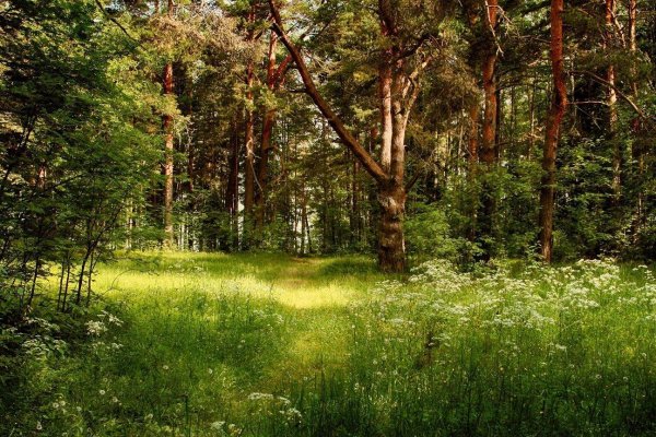 Лес летом