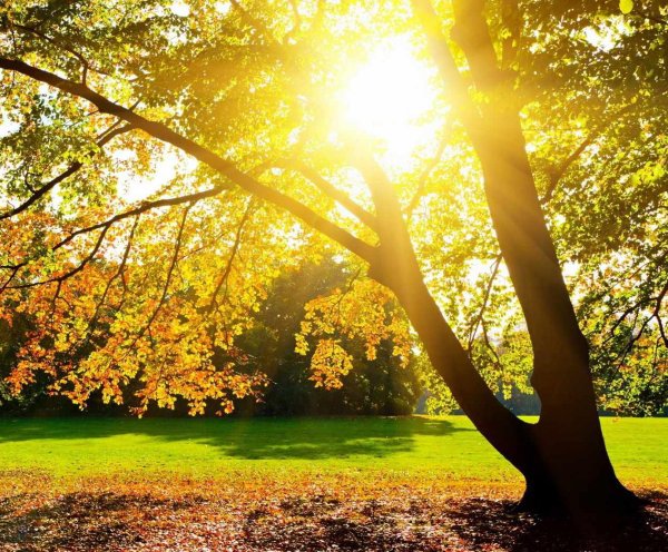 Лето солнце