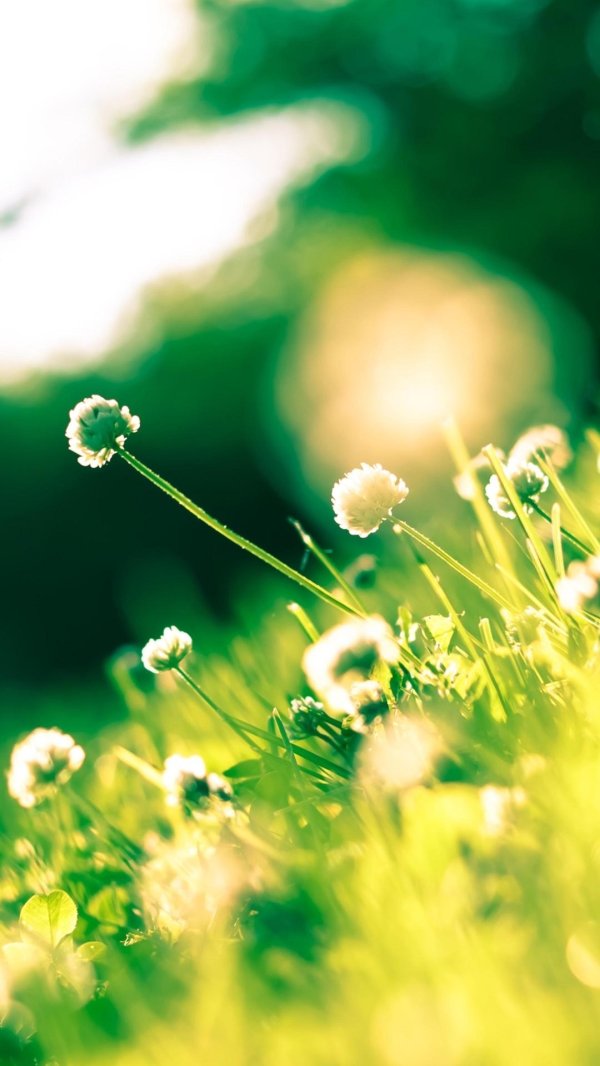 Лето солнце