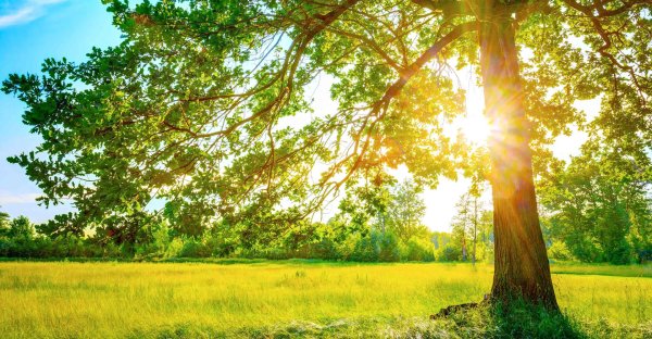 Лето солнце